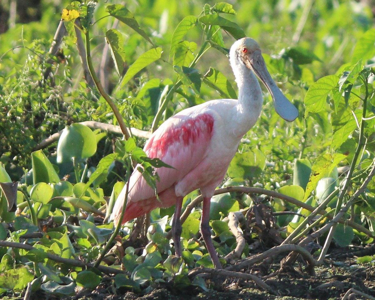 Roseate Spoonbill - ML204681641