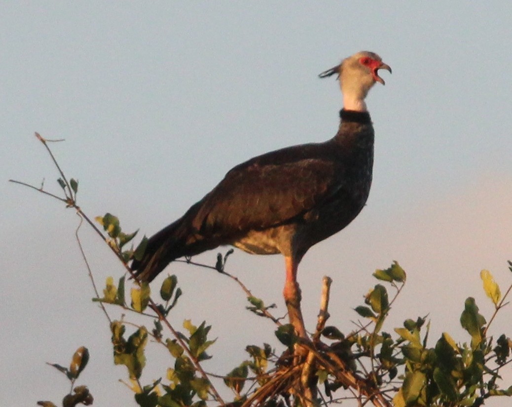 Southern Screamer - ML204681651
