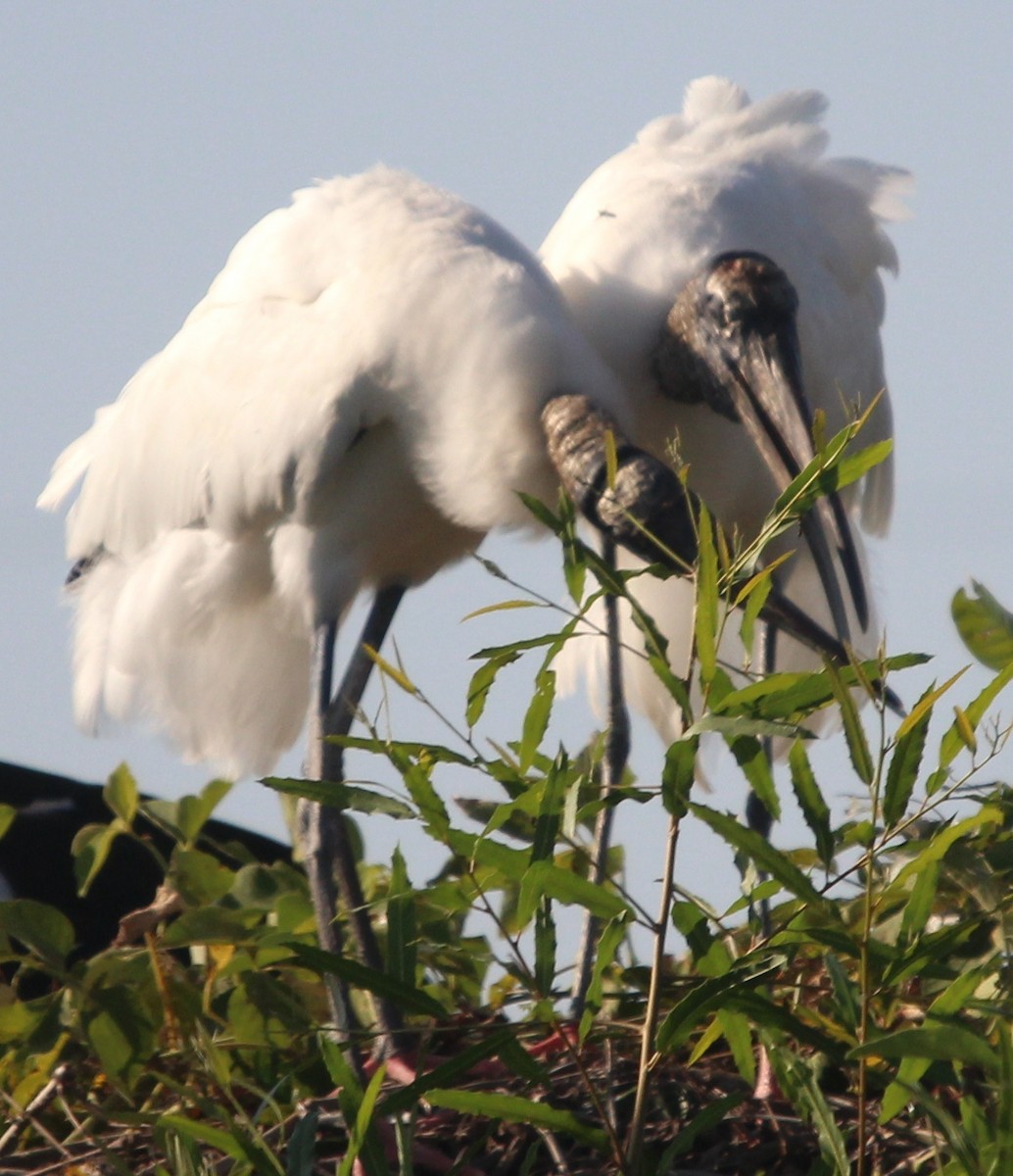 Wood Stork - ML204681721