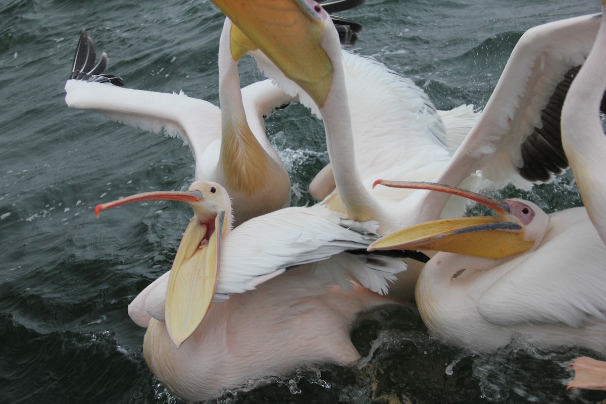 Great White Pelican - ML204681751