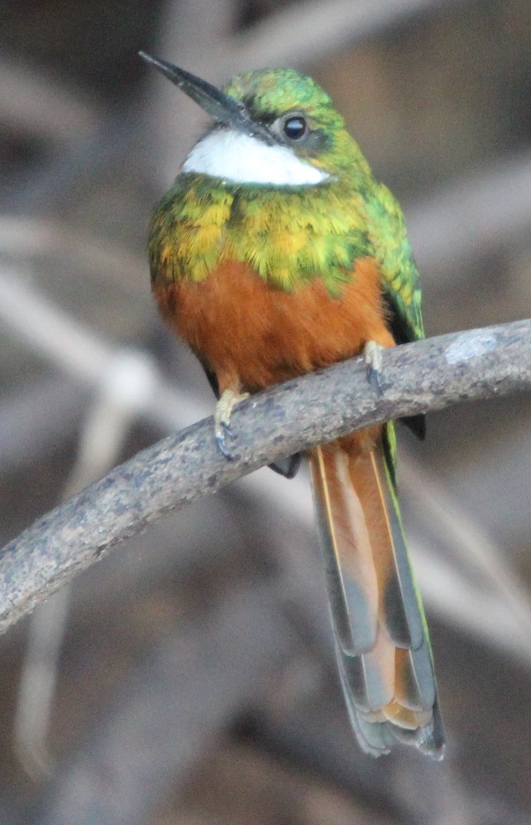 Jacamar à queue rousse - ML204681761