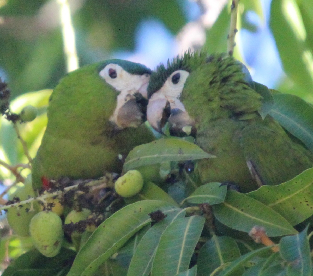 Red-shouldered Macaw (Southern) - ML204681791