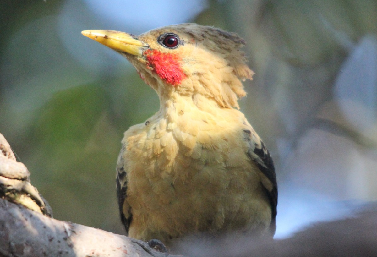 Cream-colored Woodpecker - ML204681801
