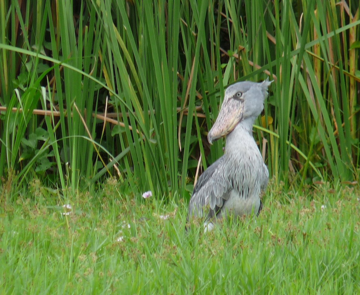 Shoebill - ML204681871