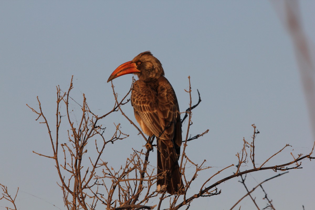 Bradfield's Hornbill - Laura Sargentini