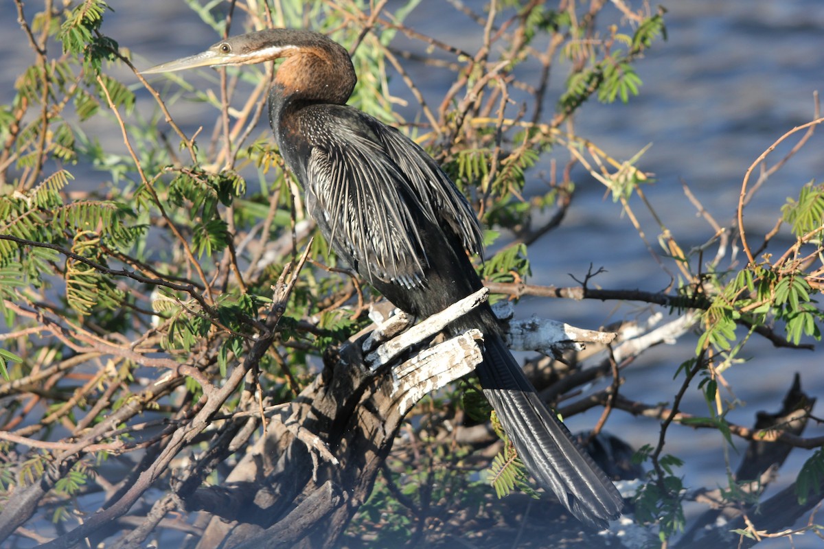 African Darter - ML204681941