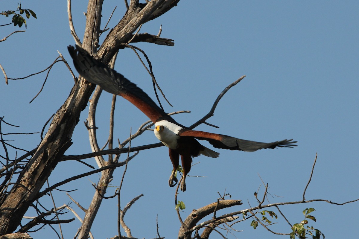 African Fish-Eagle - ML204681961