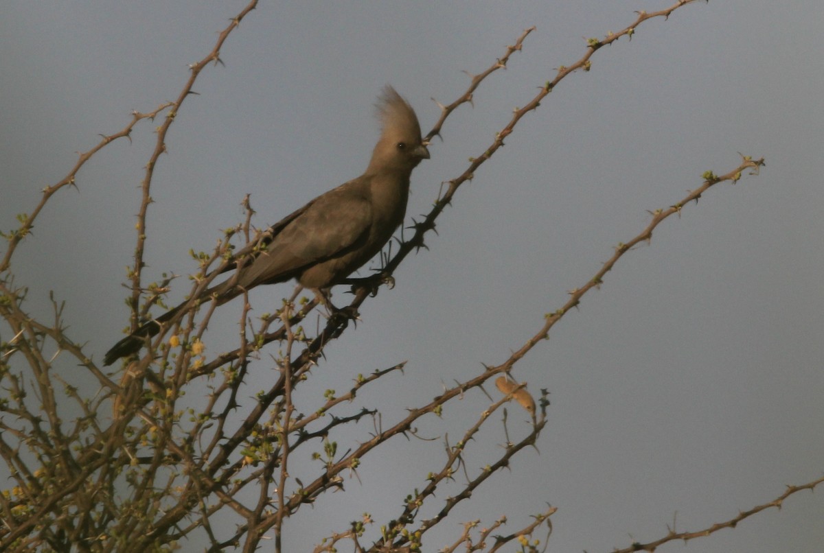 Gray Go-away-bird - ML204682011