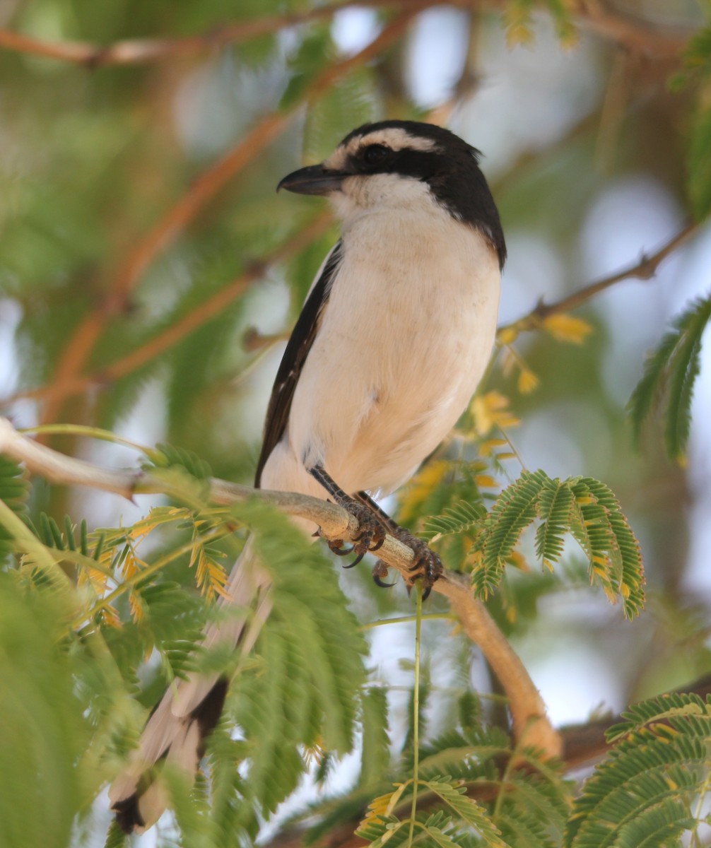 Southern Fiscal (Latakoo) - ML204682181