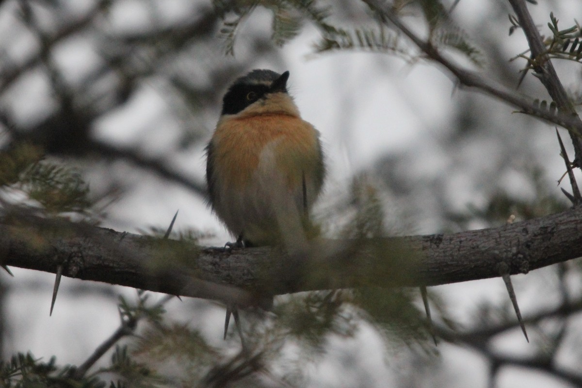 Pririt Batis - ML204682191