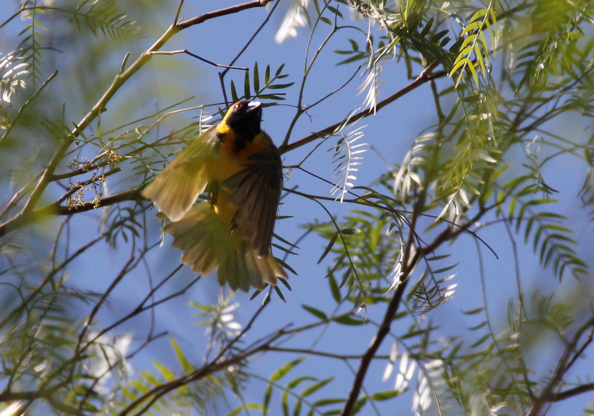 Southern Masked-Weaver - ML204682201