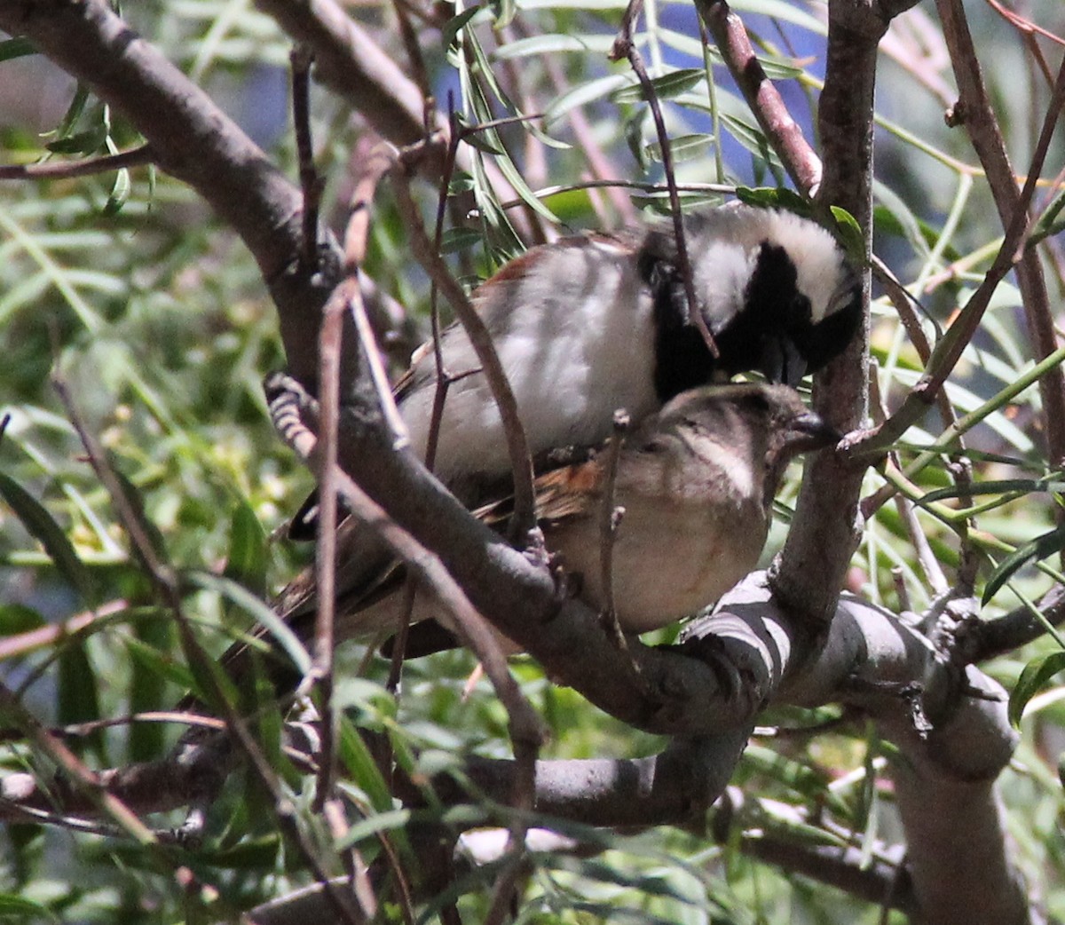 Cape Sparrow - ML204682221