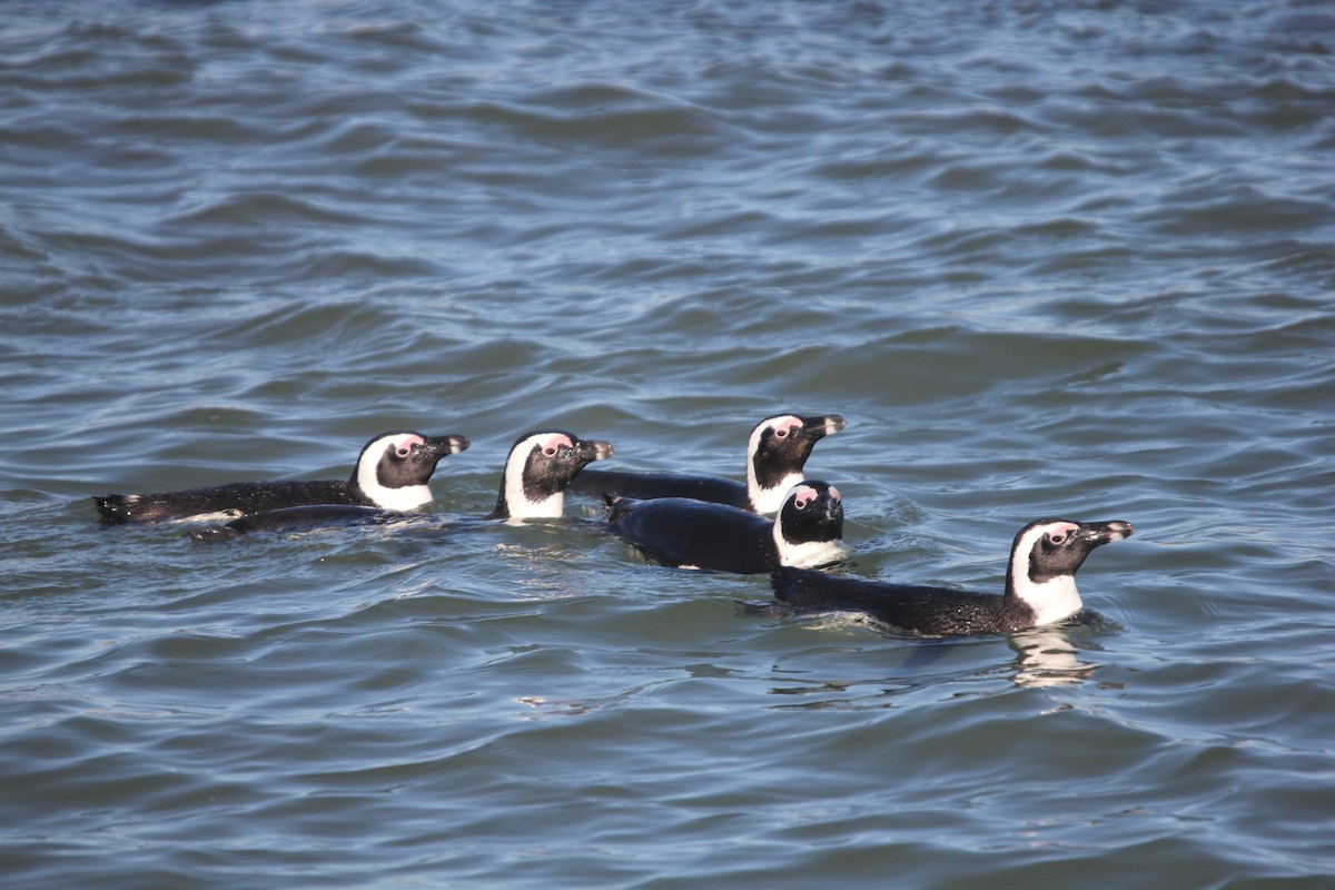 African Penguin - ML204682231