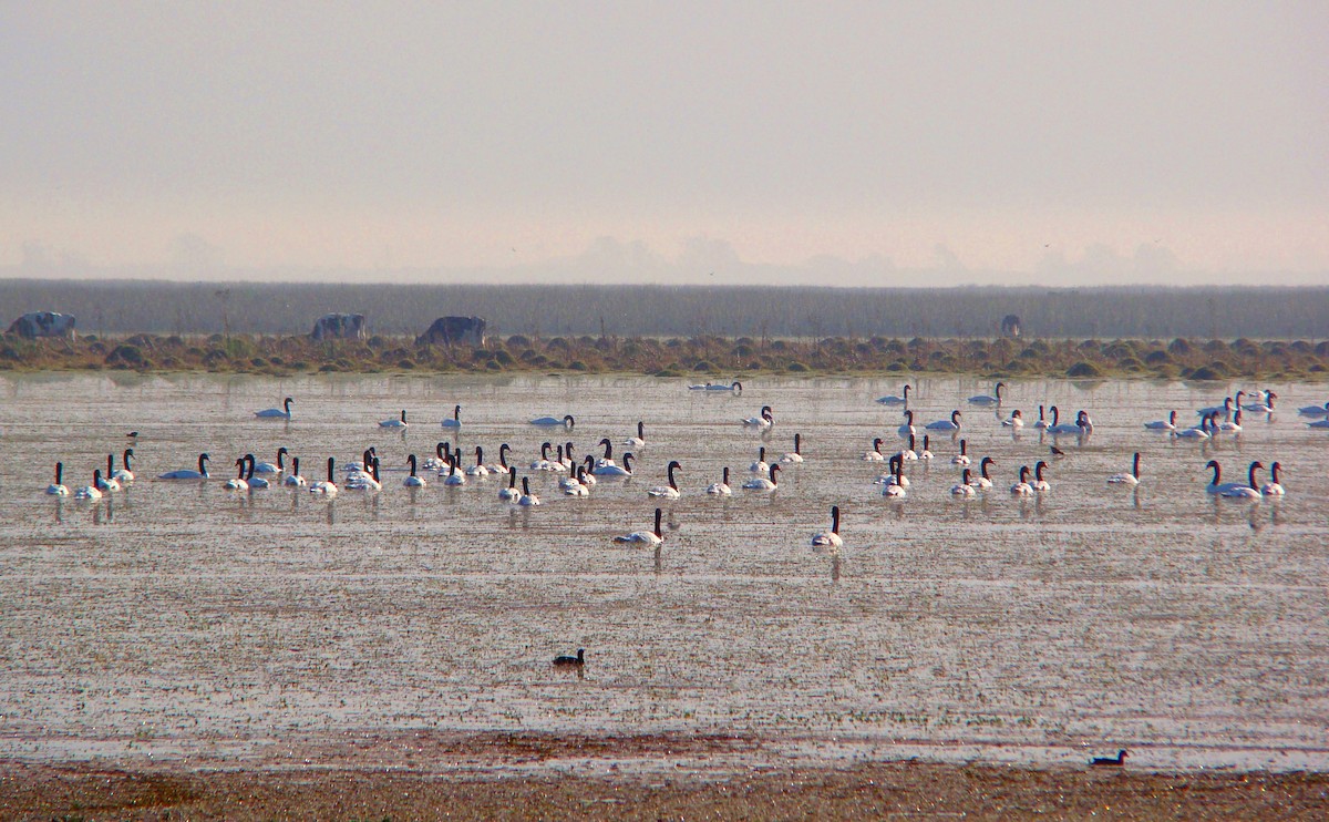 Black-necked Swan - ML204682511