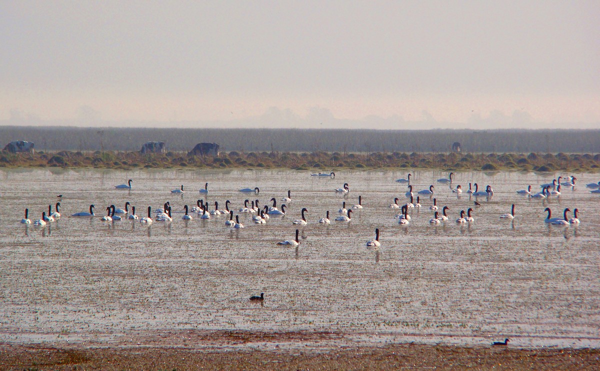 Black-necked Swan - ML204682511