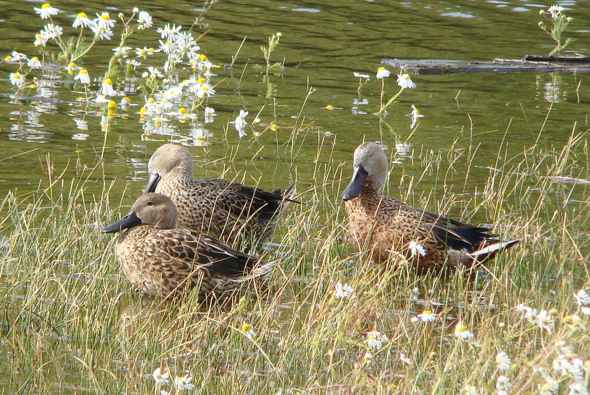 Red Shoveler - ML204682521