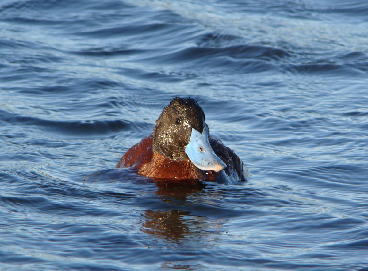 Lake Duck - ML204682531