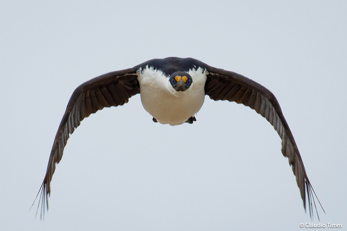 Imperial Cormorant (Antarctic) - ML204682541