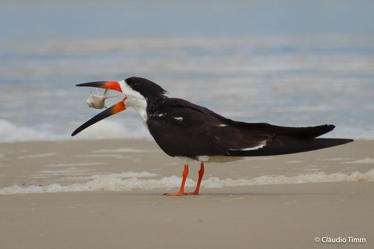 Black Skimmer (intercedens) - ML204682551