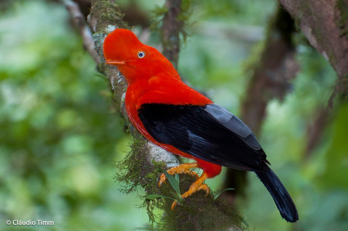 Andean Cock-of-the-rock - Cláudio Timm