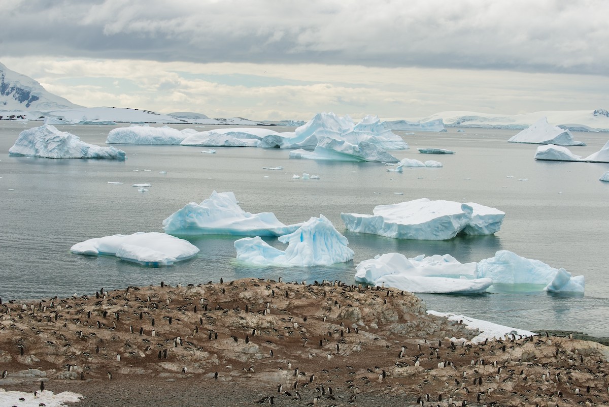 Gentoo Penguin - ML204682591