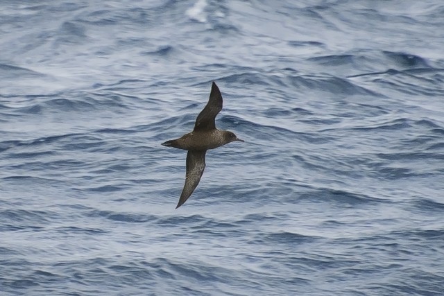 Sooty Shearwater - ML204682621