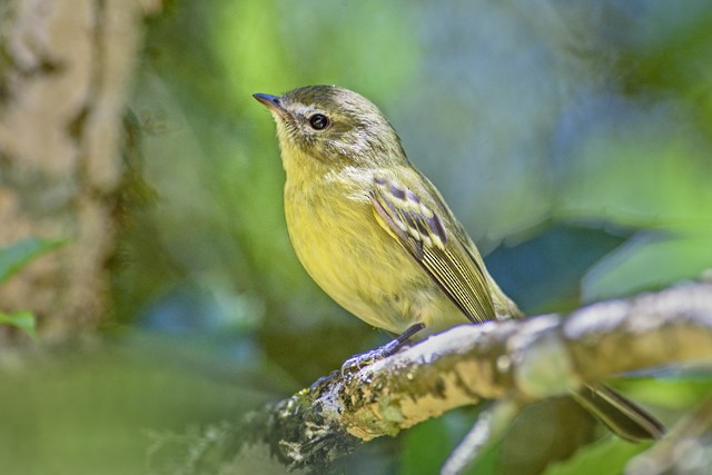 Greenish Tyrannulet - ML204682631