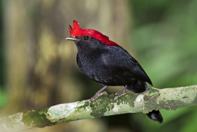 Helmeted Manakin - ML204682641