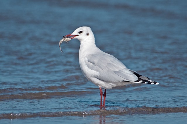 Brown-hooded Gull - ML204682661