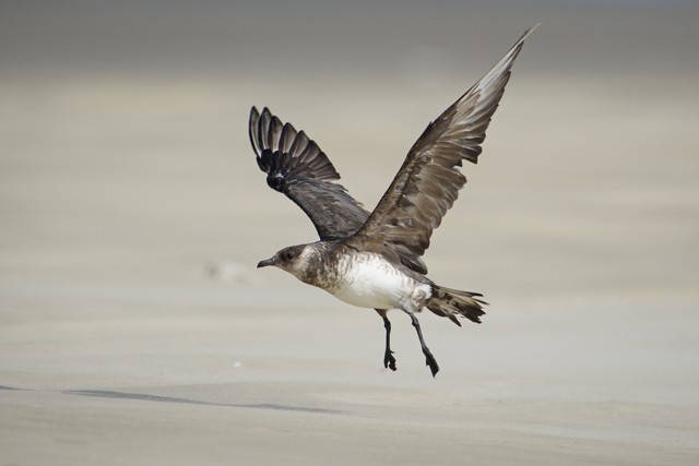 Parasitic Jaeger - ML204682671