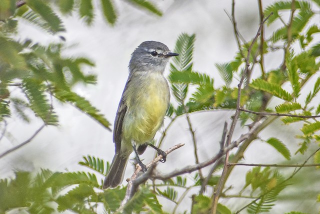 Straneck's Tyrannulet - ML204682681