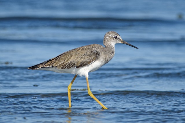 Lesser Yellowlegs - Cláudio Timm