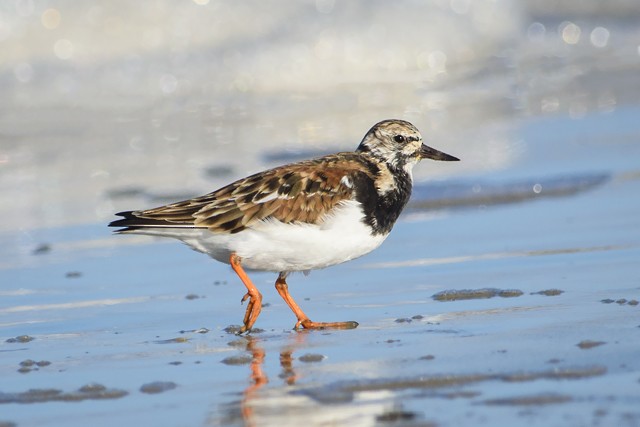 Ruddy Turnstone - Cláudio Timm