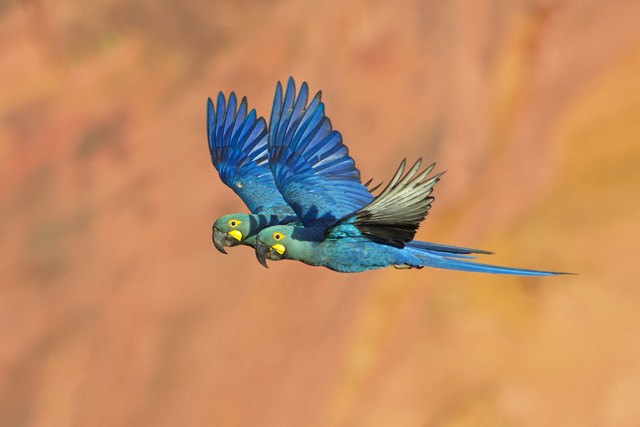 Indigo Macaw - ML204682731