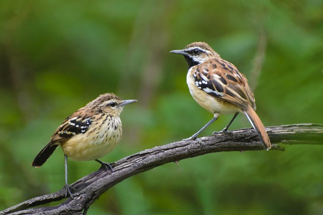 Stripe-backed Antbird - ML204682741