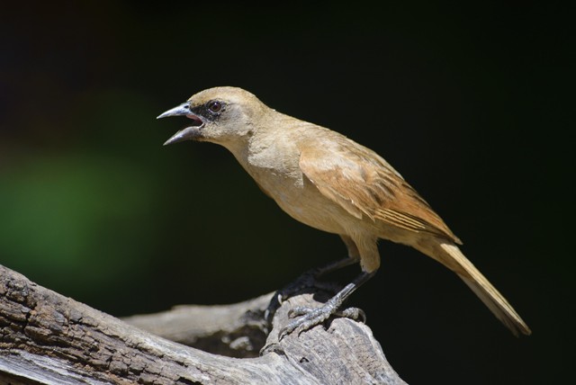 Pale Baywing - ML204682751