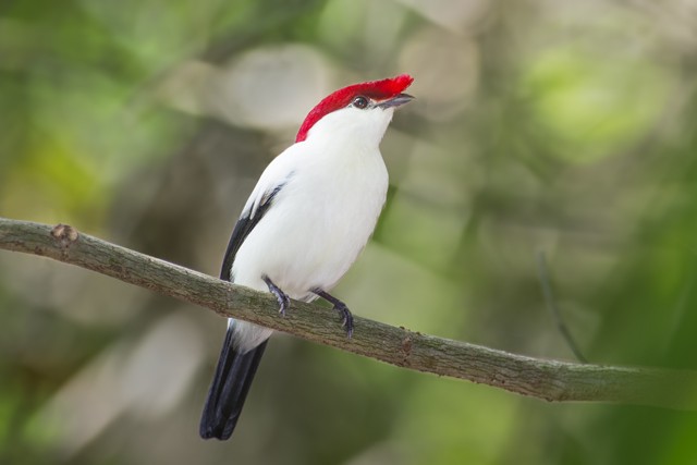 Araripe Manakin - ML204682771