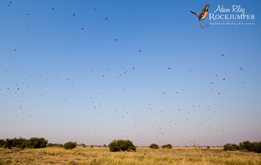 Southern Carmine Bee-eater - ML204682941
