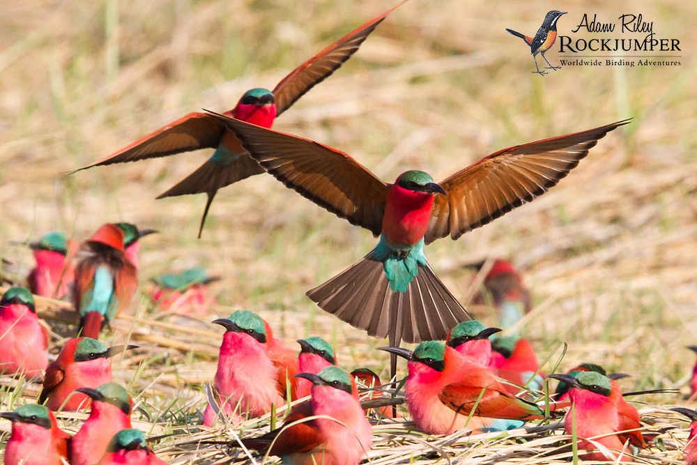 Southern Carmine Bee-eater - Adam Riley