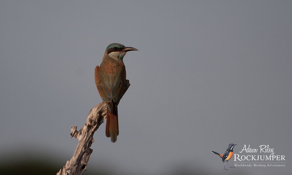 Southern Carmine Bee-eater - ML204683001