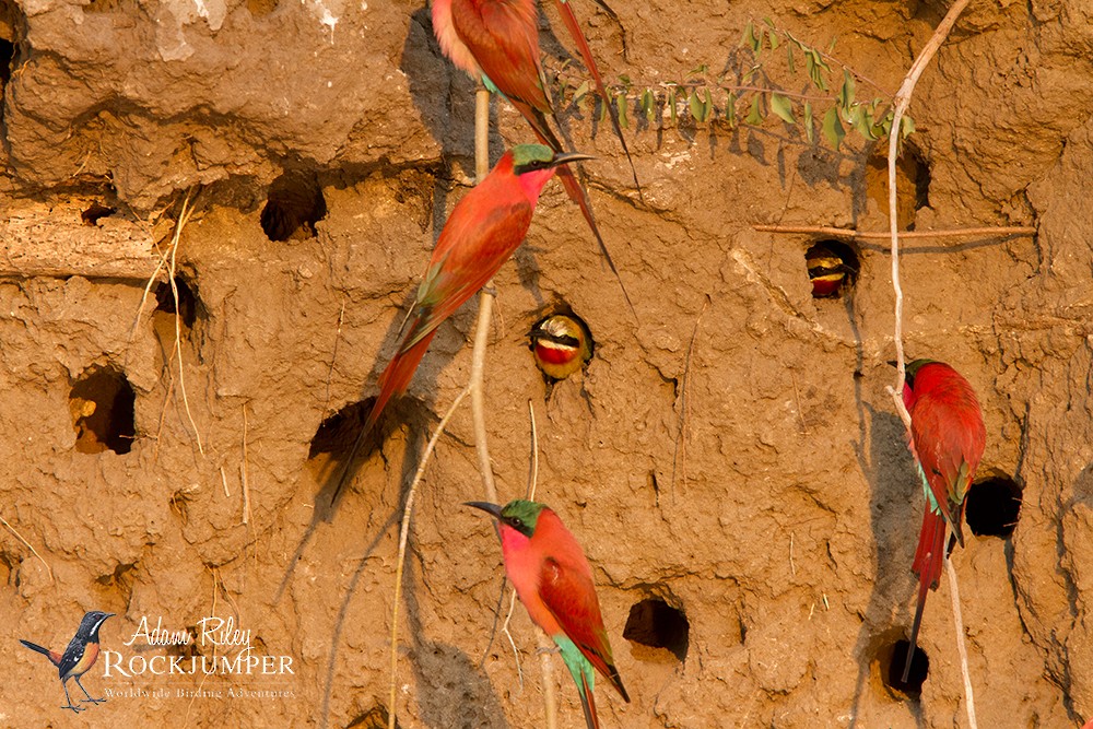 Southern Carmine Bee-eater - ML204683031