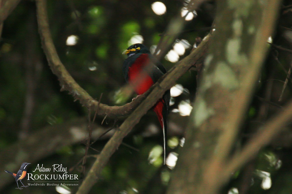 Bare-cheeked Trogon - ML204683181