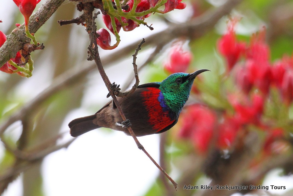 Neergaard's Sunbird - Adam Riley - Rockjumper Birding Tours
