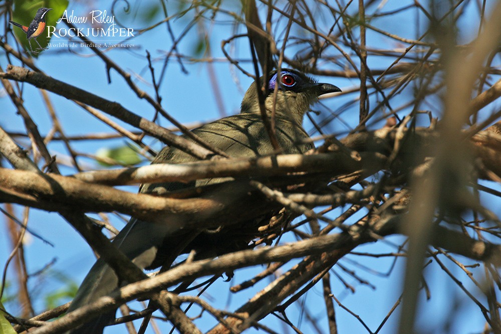 Coquerel's Coua - Adam Riley