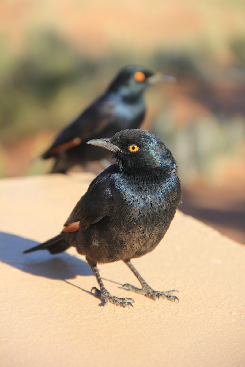 Pale-winged Starling - ML204683601