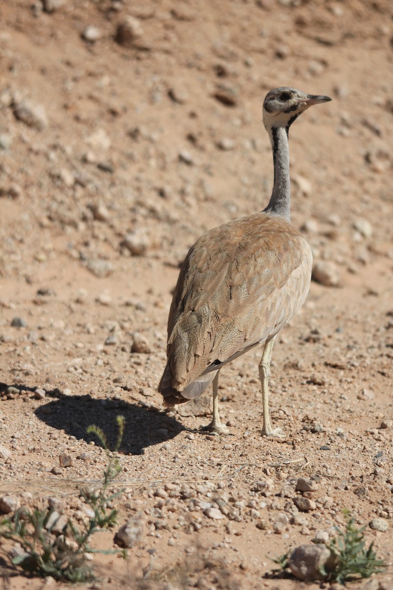 Rüppell's Bustard - ML204683611