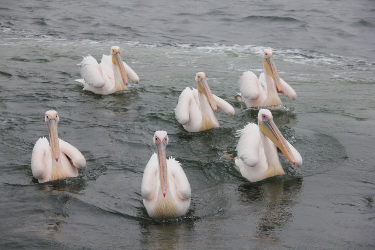 Great White Pelican - ML204683641