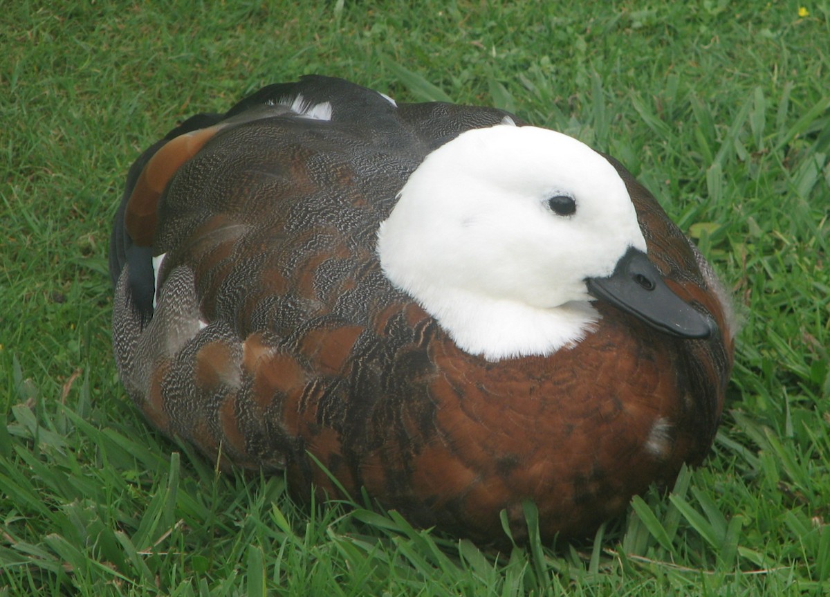 Paradise Shelduck - ML204683921