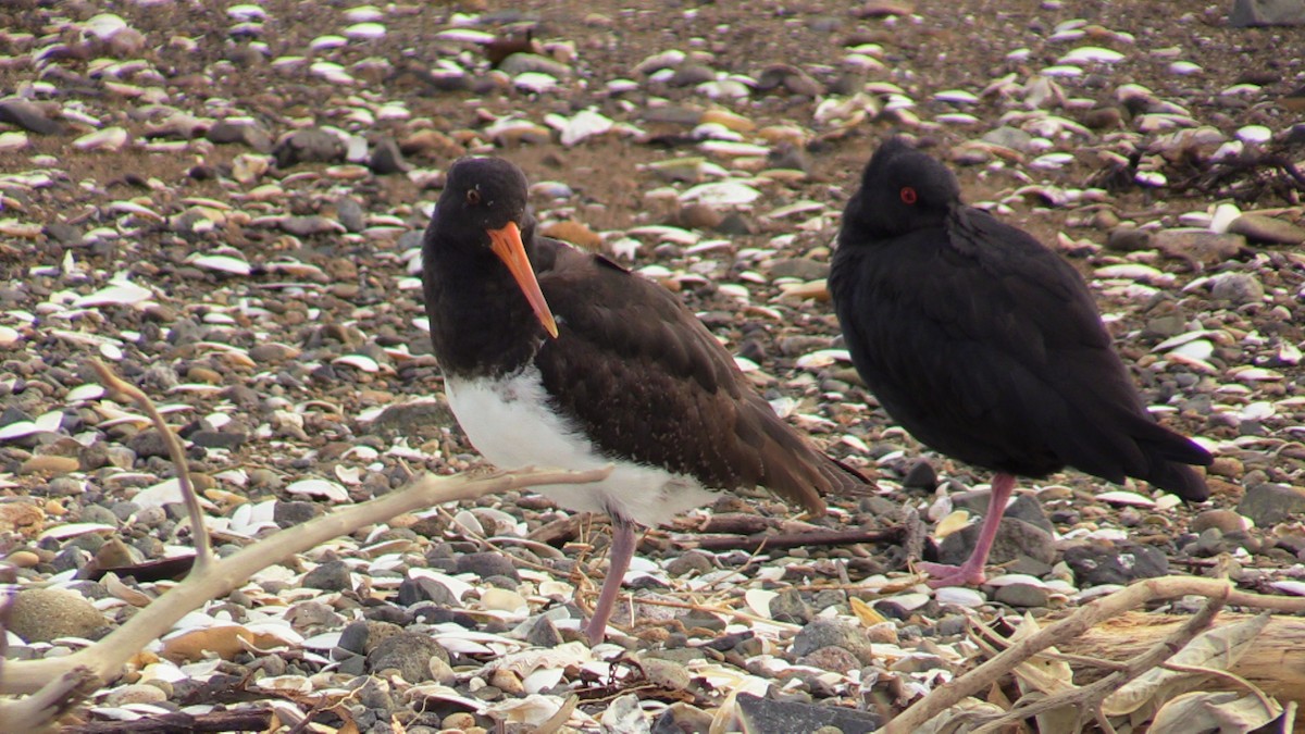 Variable Oystercatcher - Doug and Denise Norris