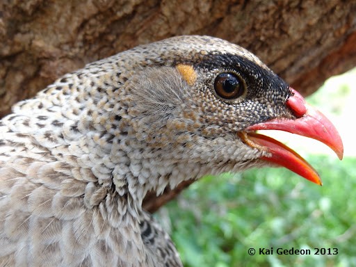 Francolin à cou roux (atrifrons) - ML204684041